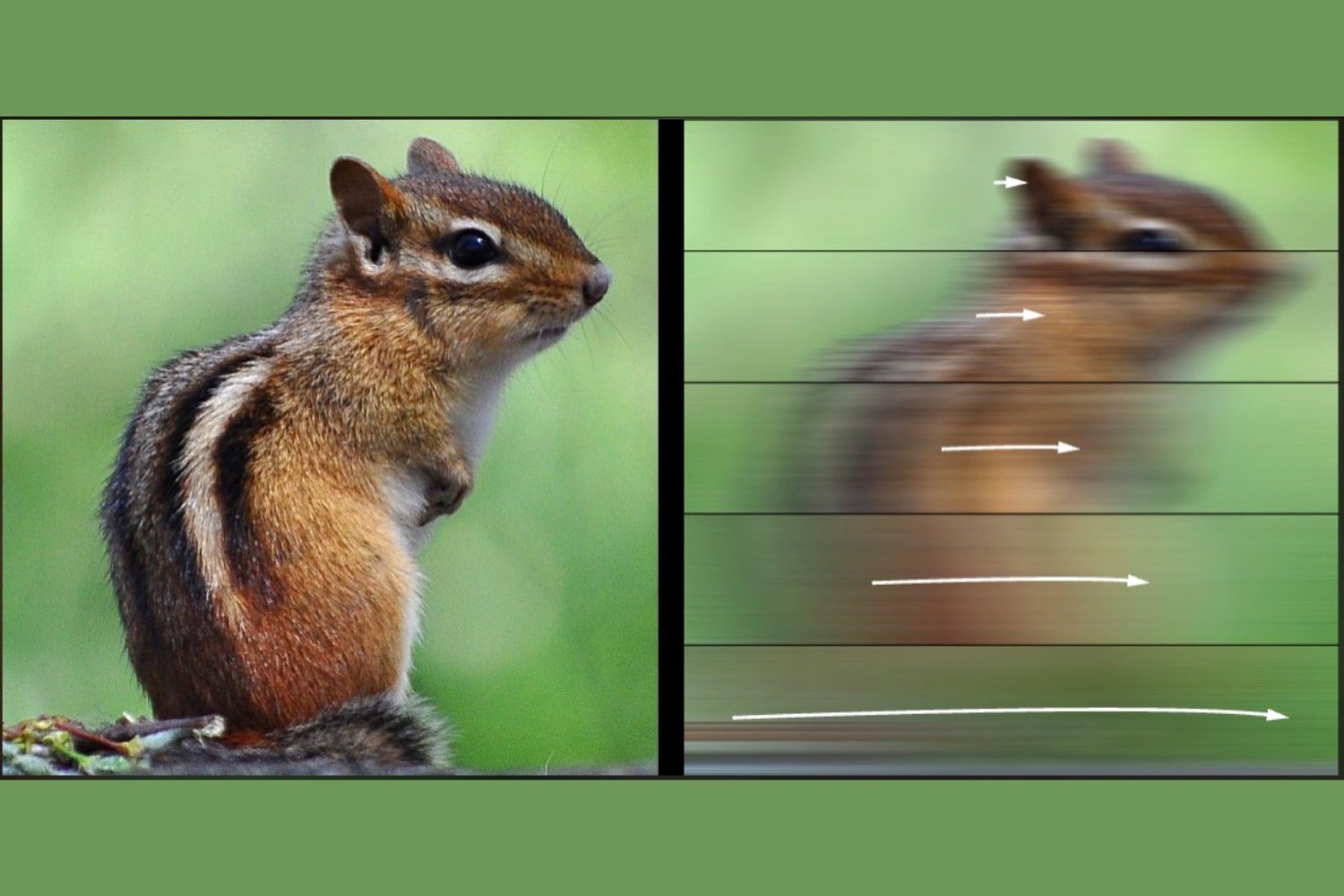 Chipmunk Vision Blur
