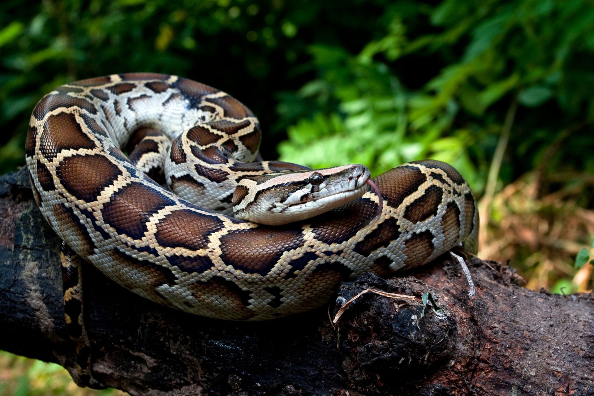 A Burmese python coiled on top of a log with its tongue sticking out