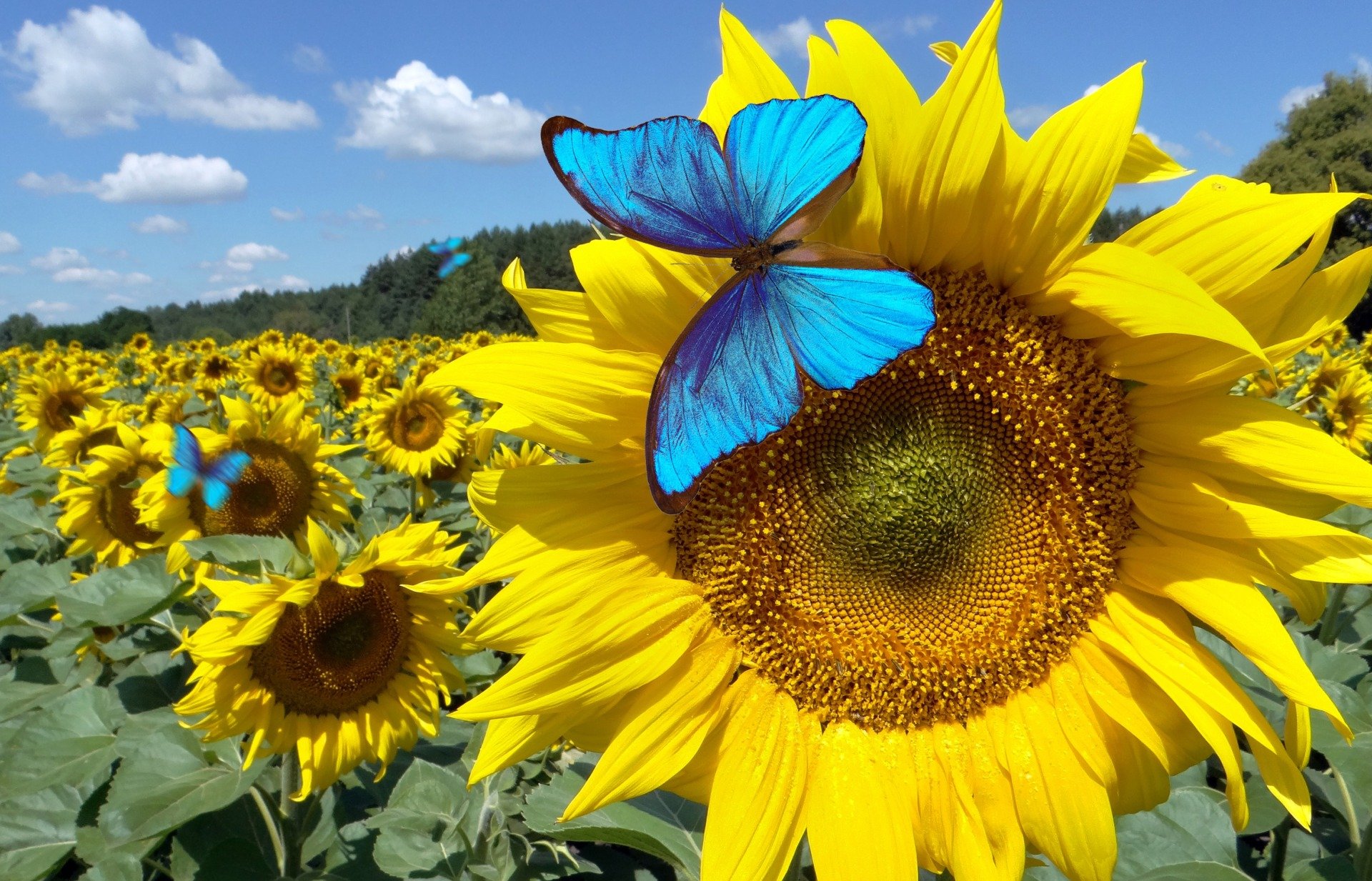Blue butterflies in a patch of sunflowers
