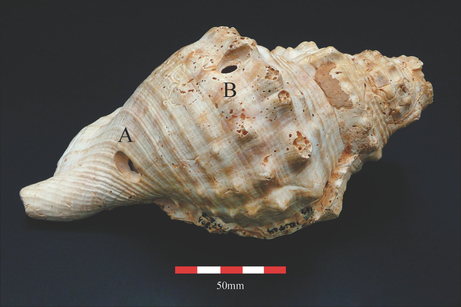 Shell Trumpet