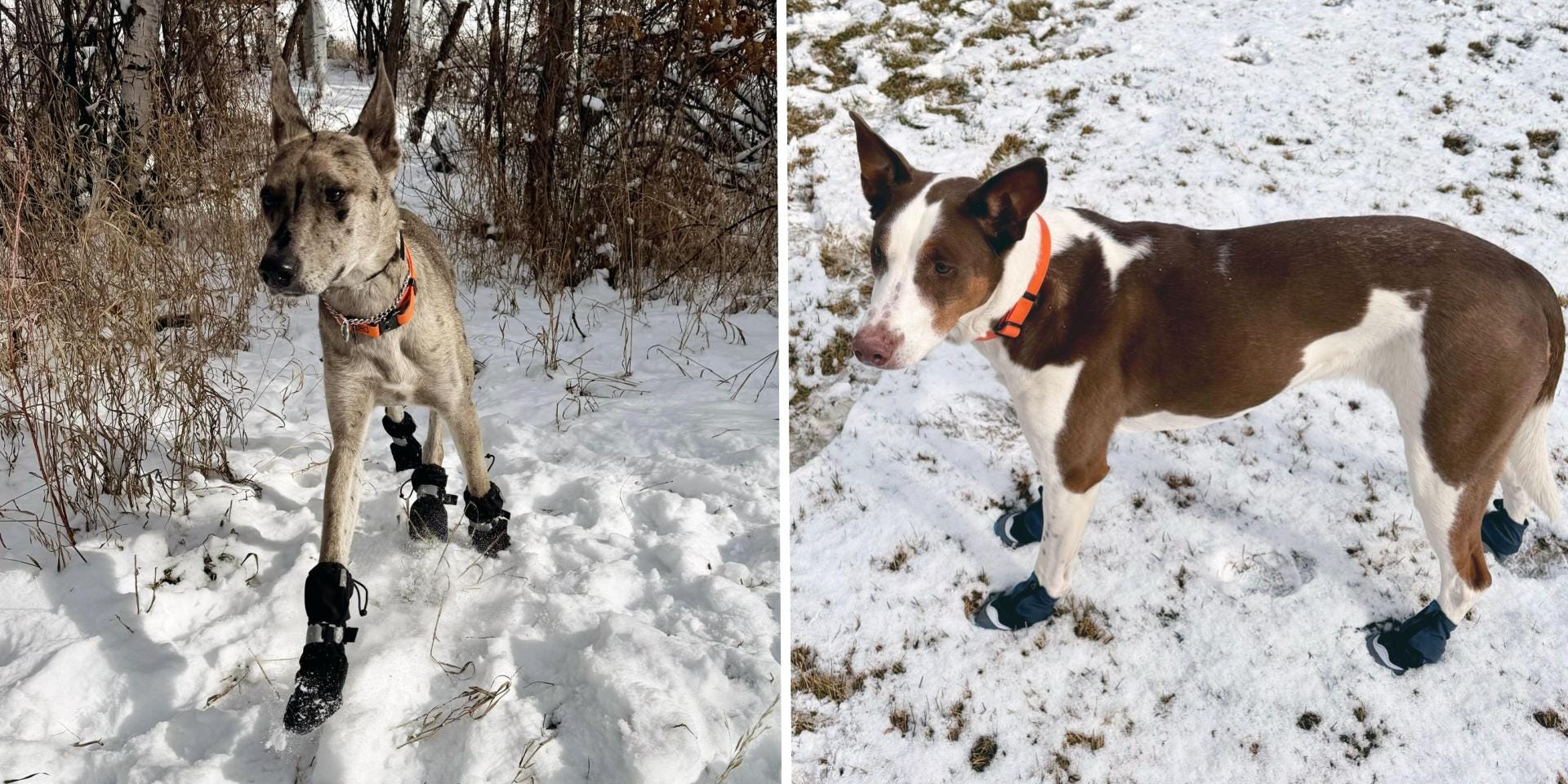Side-by-side photos show two dogs standing in the snow wearing protective booties, one walking through a snowy wooded area and the other standing on a snow-dusted lawn.
